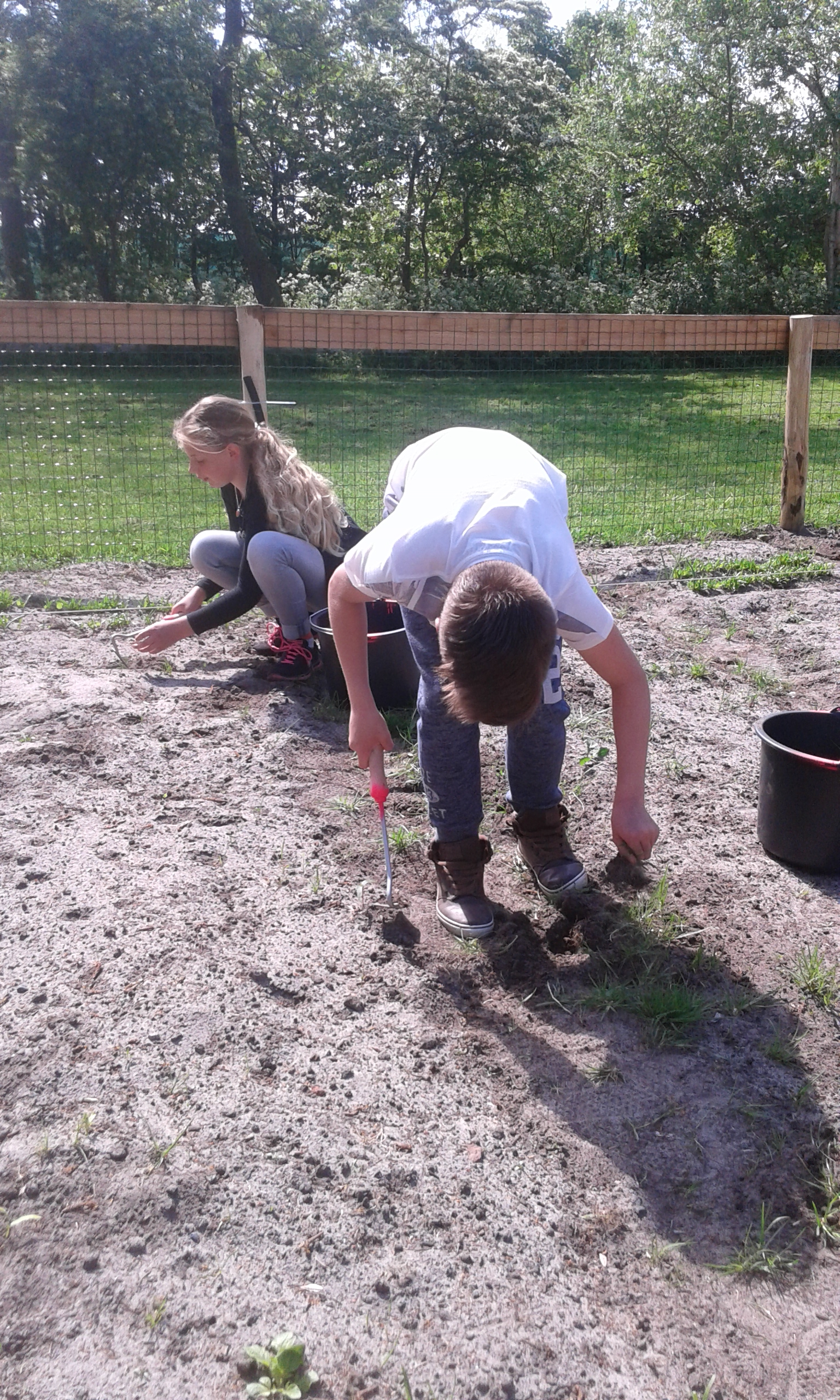 eerste oogst een feit